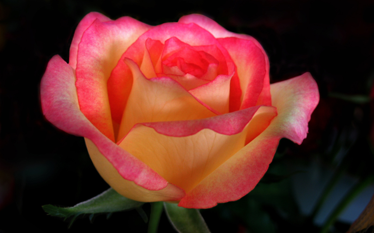Rose is beautiful. Живые розы. Розы разные. Расцветки роз.